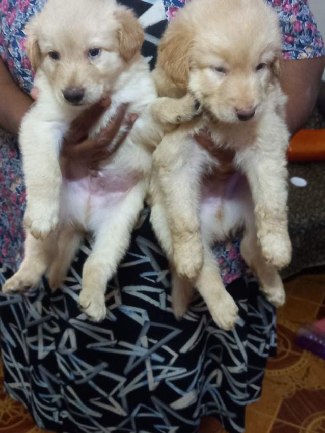 Berger allemand vs berger suisse - 2 - Dogs  on Aster Vender