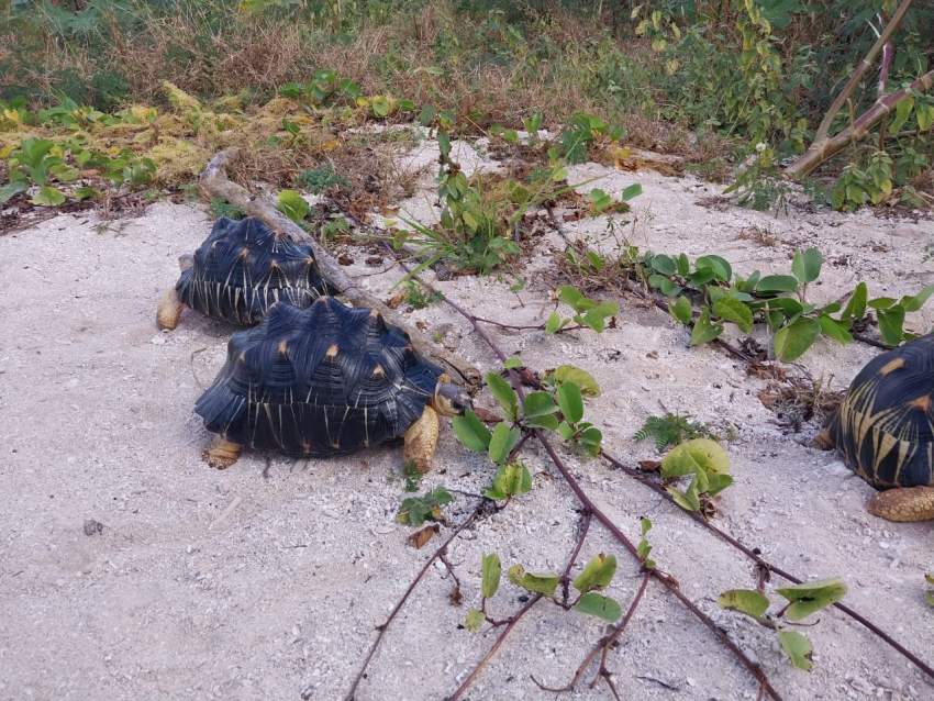 Breeding Pair Radiata Tortoises - 1 - Reptiles & Amphibians  on Aster Vender