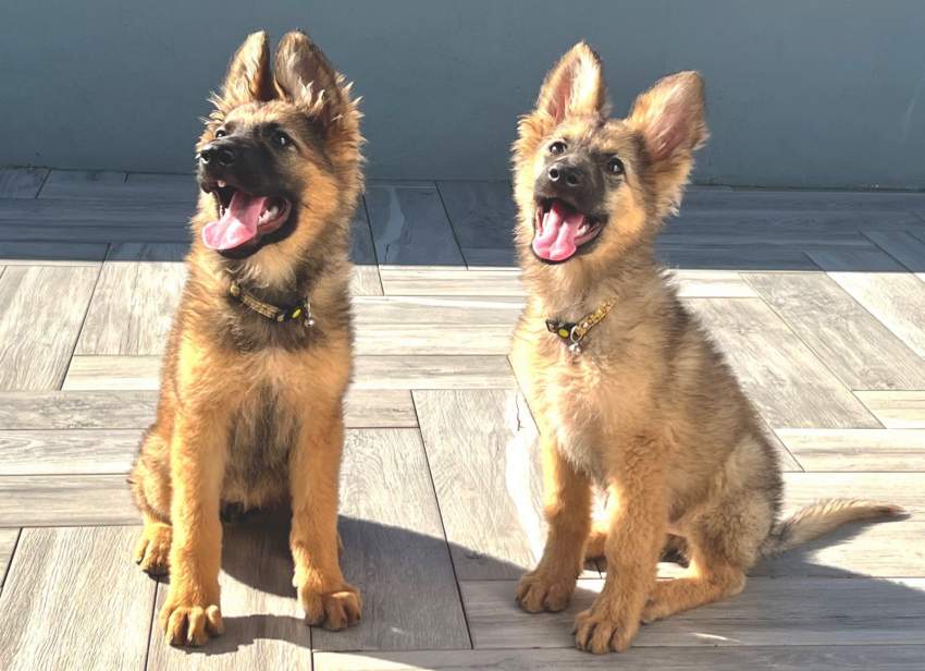 Pure breed german sheperd - 0 - Dogs  on Aster Vender