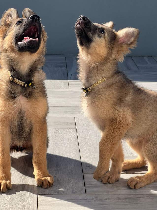 Pure breed german sheperd - 1 - Dogs  on Aster Vender