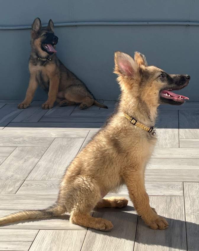 Pure breed german sheperd - 4 - Dogs  on Aster Vender