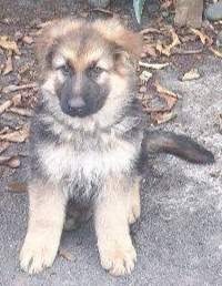 Dogs - 0 - Dogs  on Aster Vender