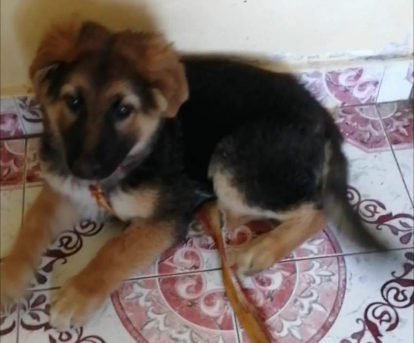 Femal German Shepherd, long hair gros cabari - 0 - Dogs  on Aster Vender