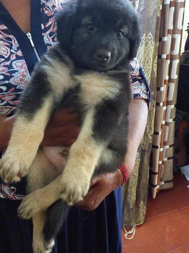 Berger allemand - 0 - Dogs  on Aster Vender