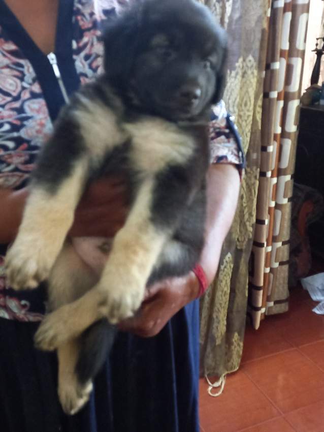 Berger allemand - 1 - Dogs  on Aster Vender