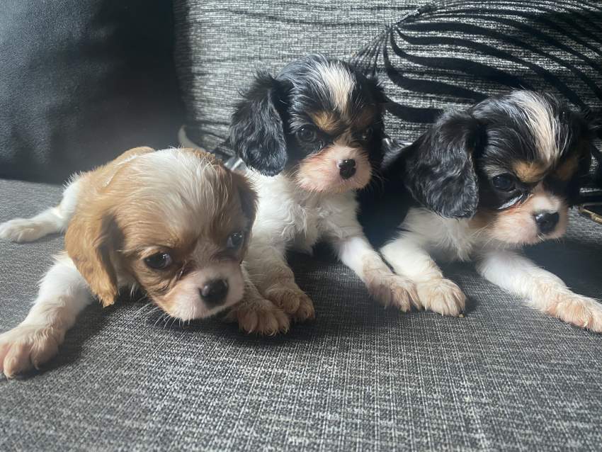Cavalier King Charles Spaniel Puppies - 0 - Dogs  on Aster Vender