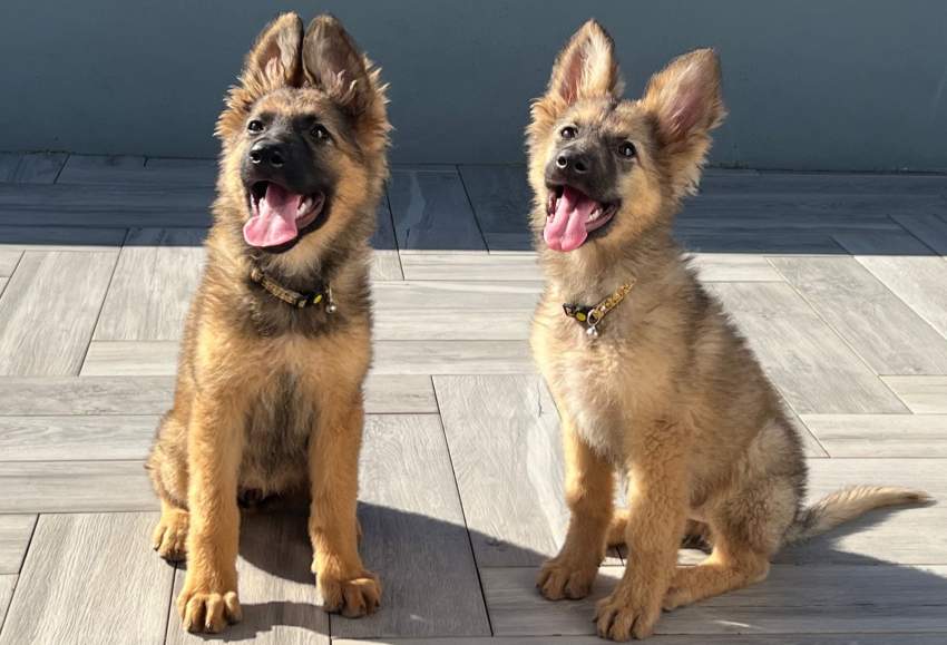 Pure breed German Shepherd - 2 - Dogs  on Aster Vender
