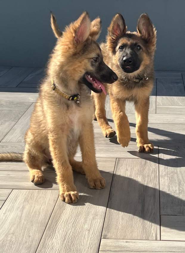 Pure breed German Shepherd - 5 - Dogs  on Aster Vender