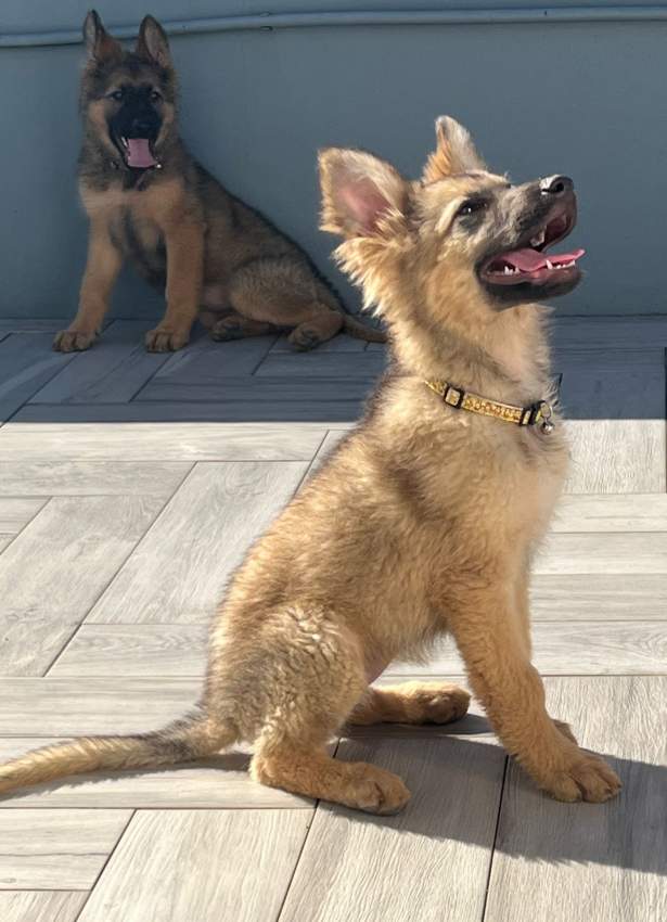 Pure breed German Shepherd - 4 - Dogs  on Aster Vender