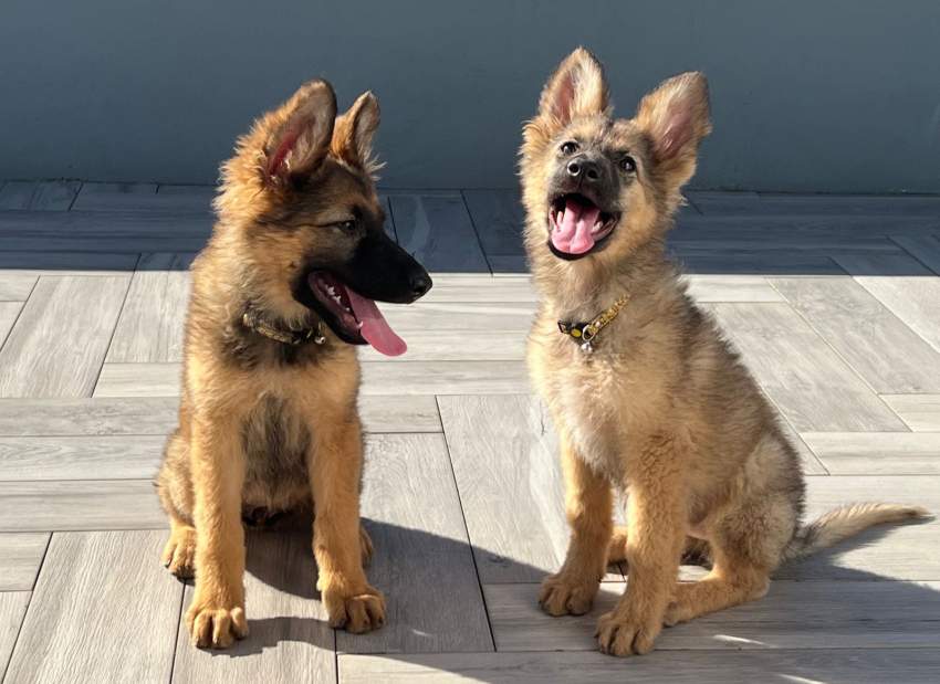 Pure breed German Shepherd - 1 - Dogs  on Aster Vender