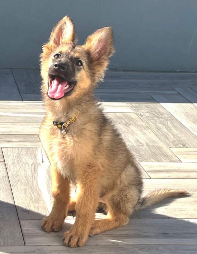 Pure breed German Shepherd - 2 - Dogs  on Aster Vender