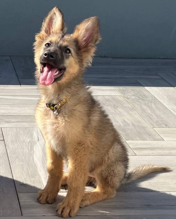 Pure breed German Shepherd - 3 - Dogs  on Aster Vender