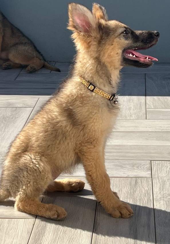 Pure breed German Shepherd - 1 - Dogs  on Aster Vender