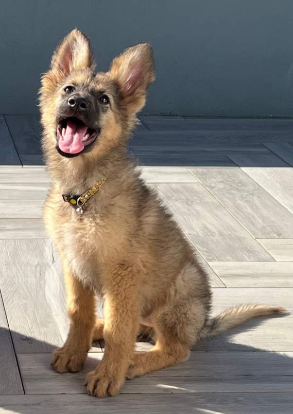 Pure breed German Shepherd - 0 - Dogs  on Aster Vender