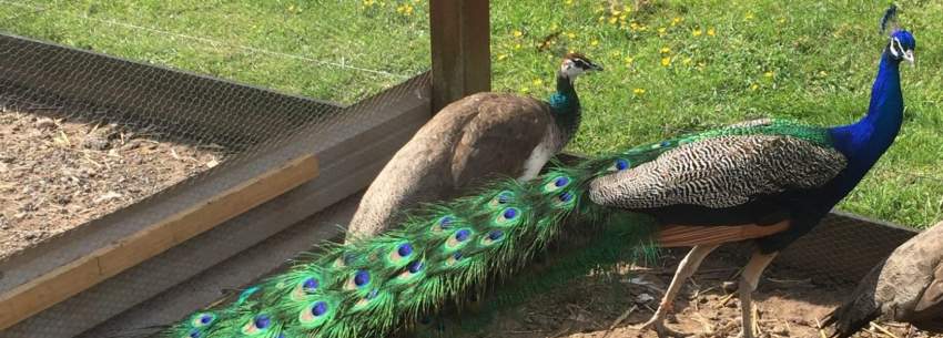 Pair of Indian Blue Peacock
