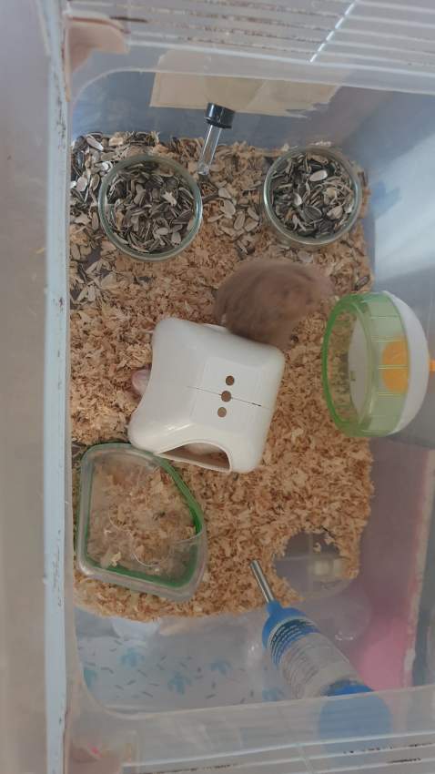 2 hamsters + cage  on Aster Vender