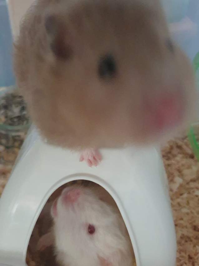 2 hamsters + cage - 3 - Hamsters  on Aster Vender