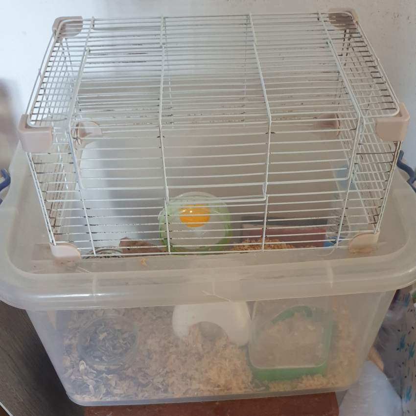 2 hamsters + cage - 5 - Hamsters  on Aster Vender