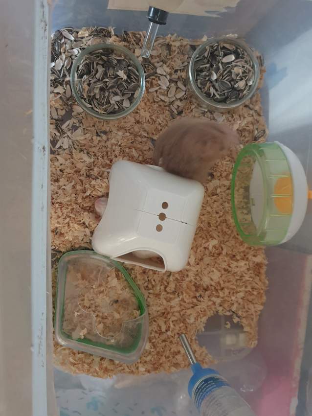 2 hamsters + cage - 4 - Hamsters  on Aster Vender