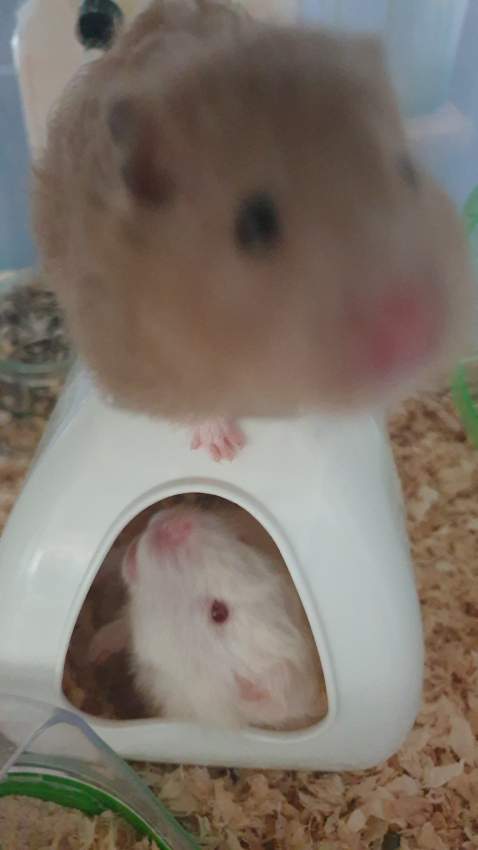2 hamsters + cage - 2 - Hamsters  on Aster Vender