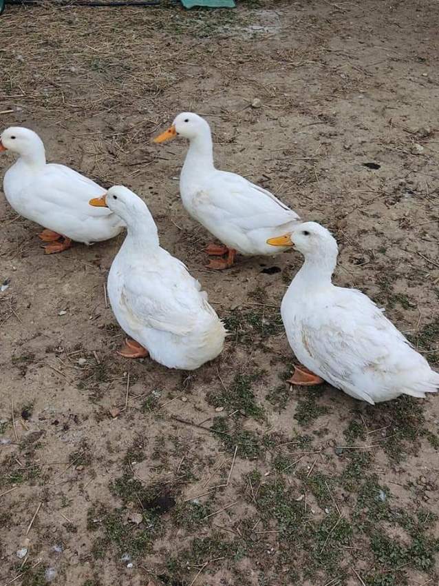 Pekin Ducks  on Aster Vender