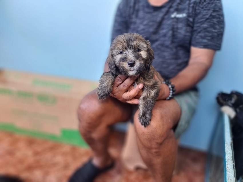 Griffon - 5 - Dogs  on Aster Vender