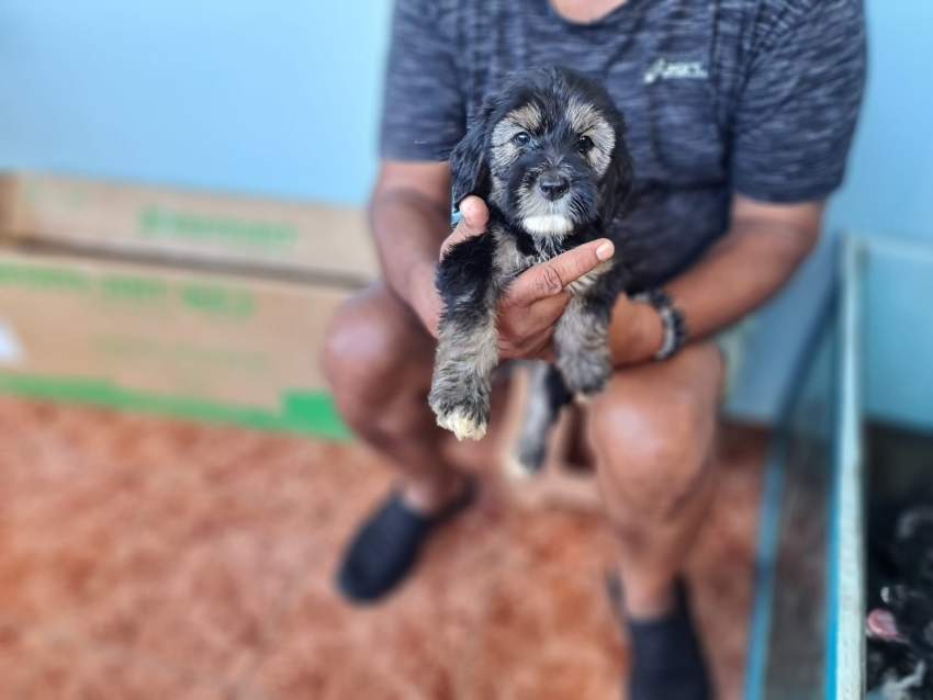 Griffon - 2 - Dogs  on Aster Vender