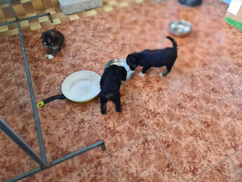 Griffon - 7 - Dogs  on Aster Vender