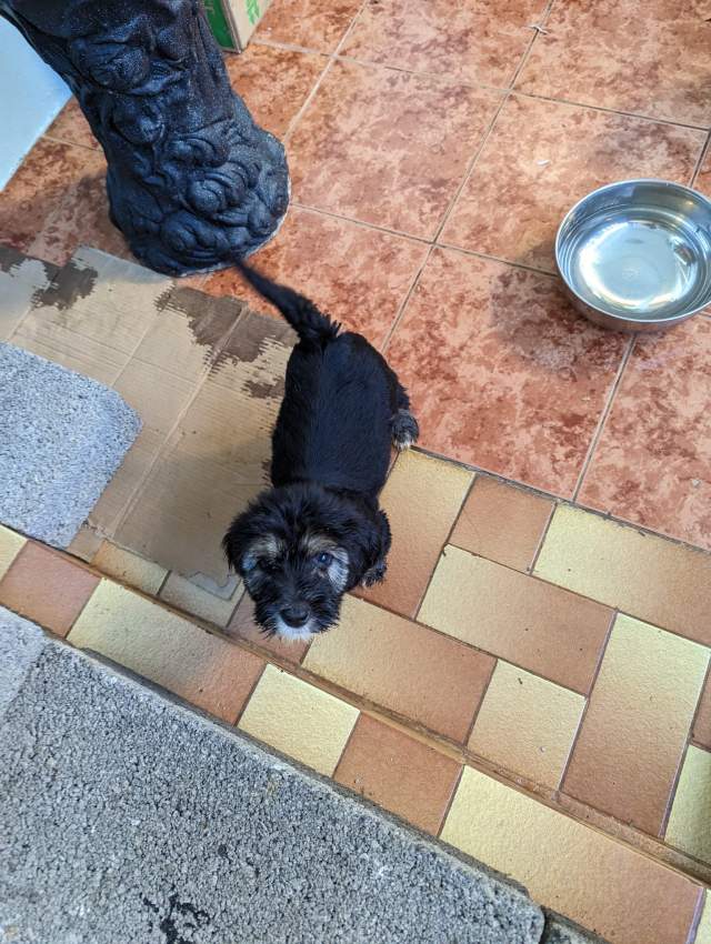 Griffon - 4 - Dogs  on Aster Vender