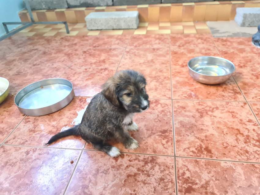 Griffon - 6 - Dogs  on Aster Vender