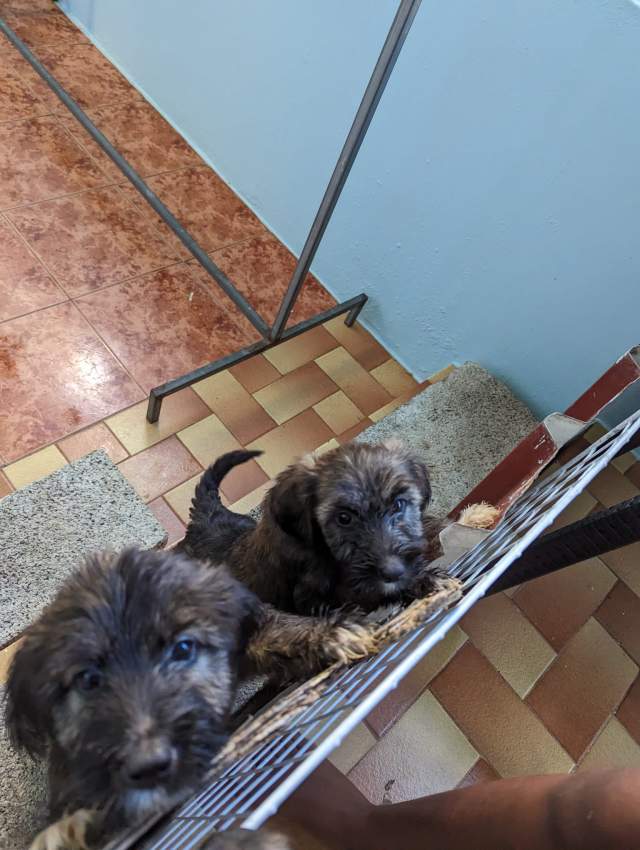 Griffon - 1 - Dogs  on Aster Vender