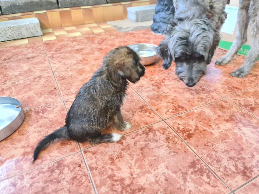 Griffon - 3 - Dogs  on Aster Vender