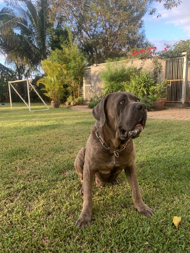 Pure cane corsos for sale - 2 - Dogs  on Aster Vender