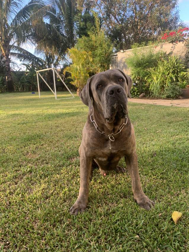 Cane corso for sale - 0 - Dogs  on Aster Vender