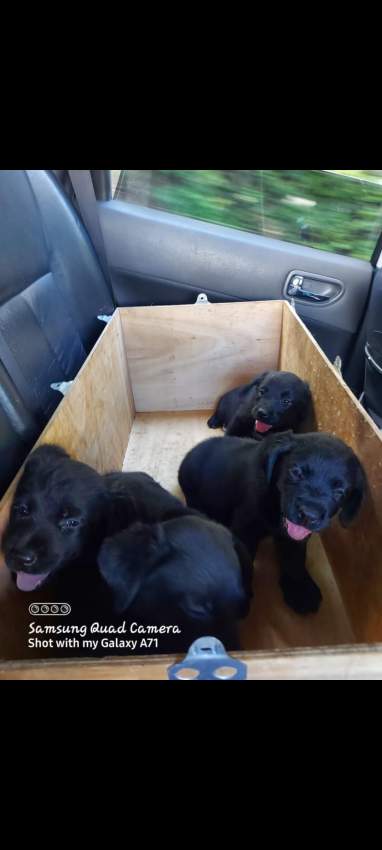 Labrador for sale - 0 - Dogs  on Aster Vender