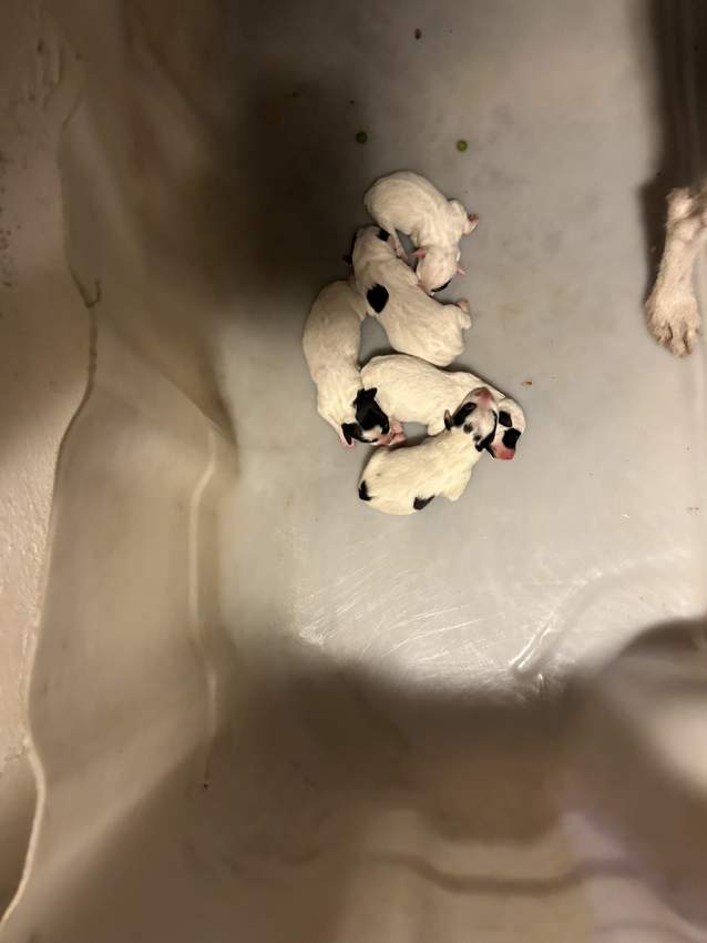 Fox terrier for sale - 1 - Dogs  on Aster Vender