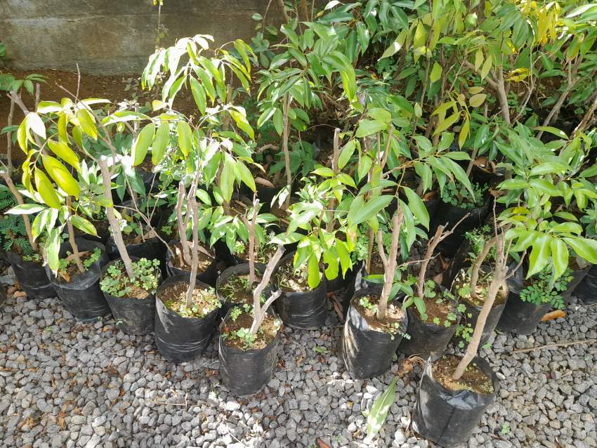 Litchi tree(Tai-so) at a reasonable price. - 1 - Plants and Trees  on Aster Vender