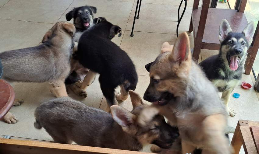 GSD Puppies pure breed  on Aster Vender