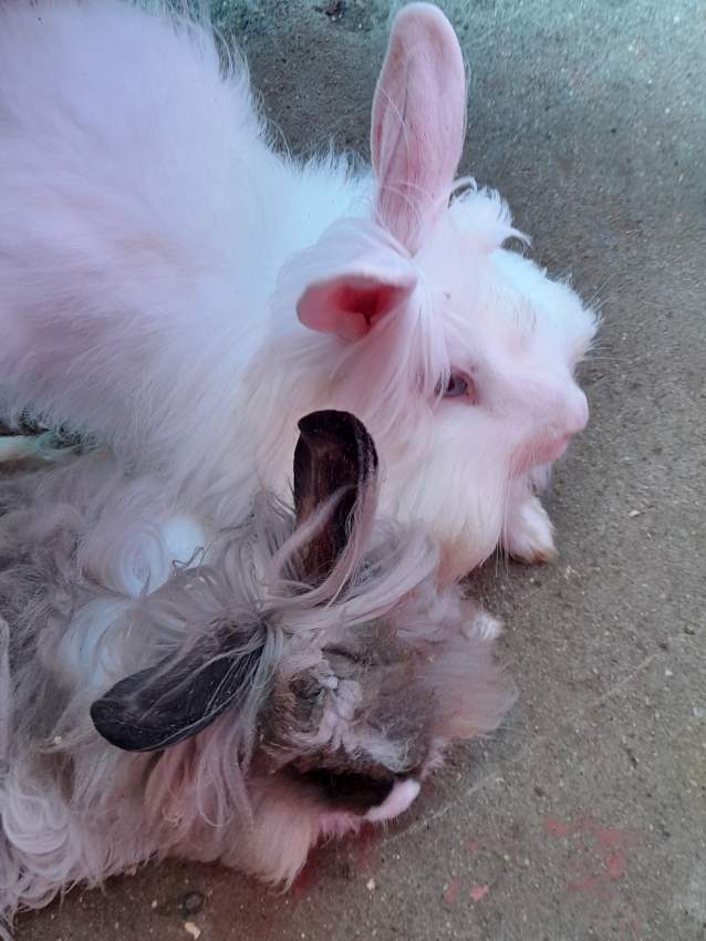 A vendre lapins (angora/lionhead) - 1 - Rabbit  on Aster Vender