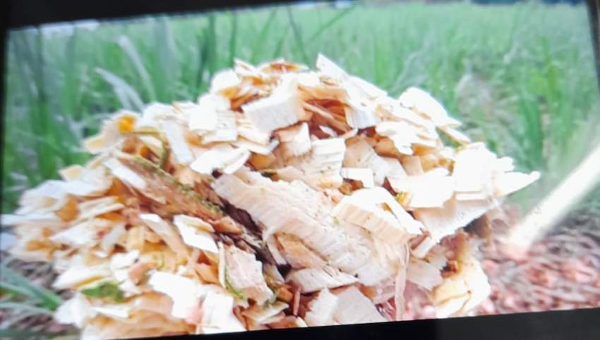 Woodchips - 4 - Plants and Trees  on Aster Vender