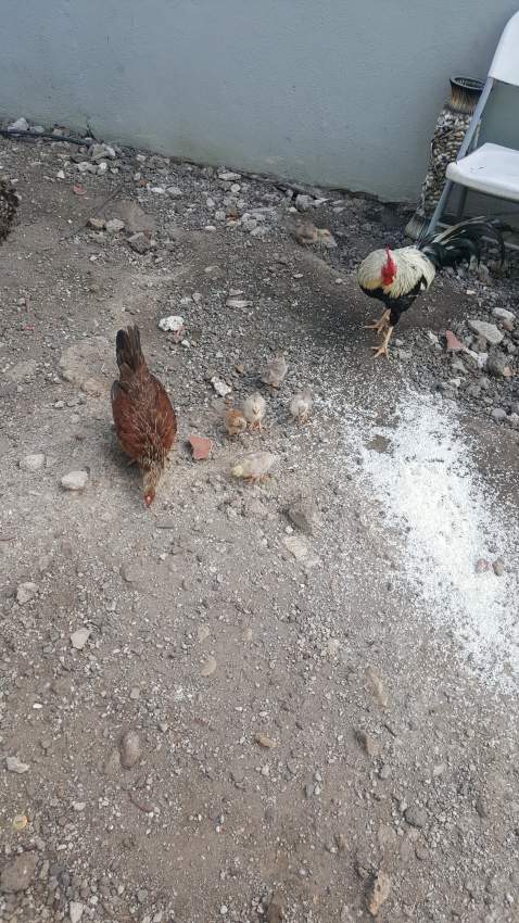 Poultry  on Aster Vender
