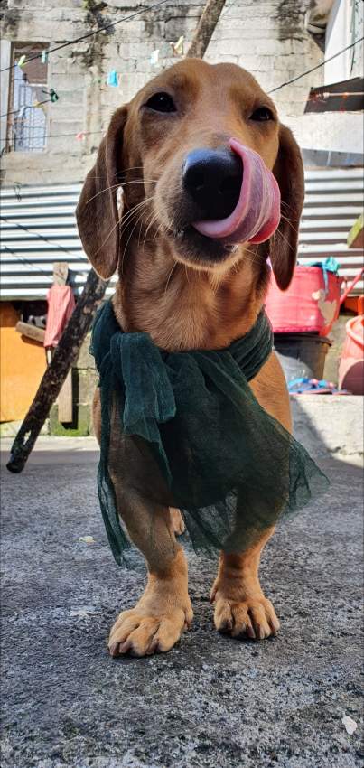 Miniature Dachshund puppy(Teckel Miniature) - 2 - Dogs  on Aster Vender