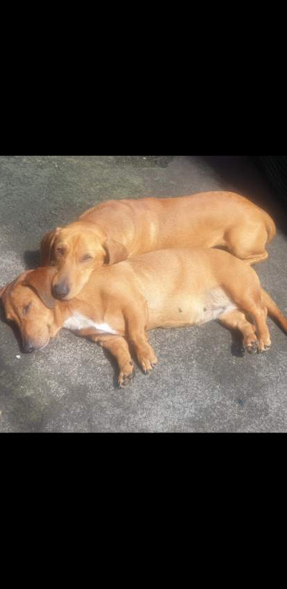 Miniature Dachshund puppy(Teckel Miniature) - 4 - Dogs  on Aster Vender