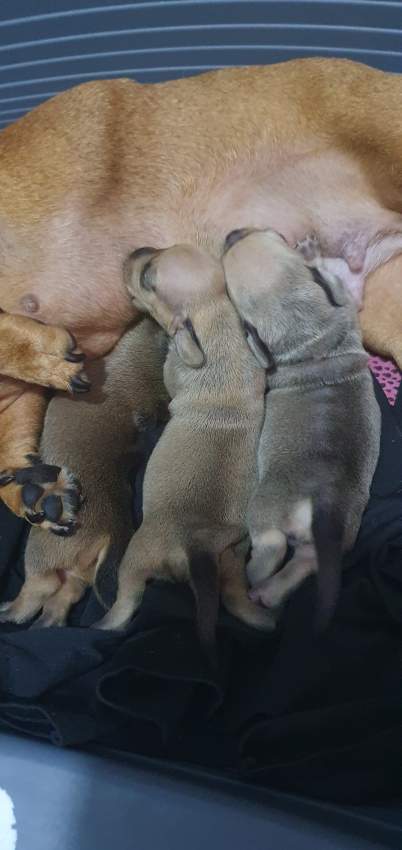 Miniature Dachshund puppy(Teckel Miniature) - 1 - Dogs  on Aster Vender