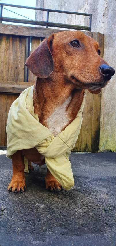 Miniature Dachshund puppy(Teckel Miniature) - 6 - Dogs  on Aster Vender