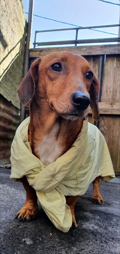 Miniature Dachshund puppy(Teckel Miniature) - 3 - Dogs  on Aster Vender