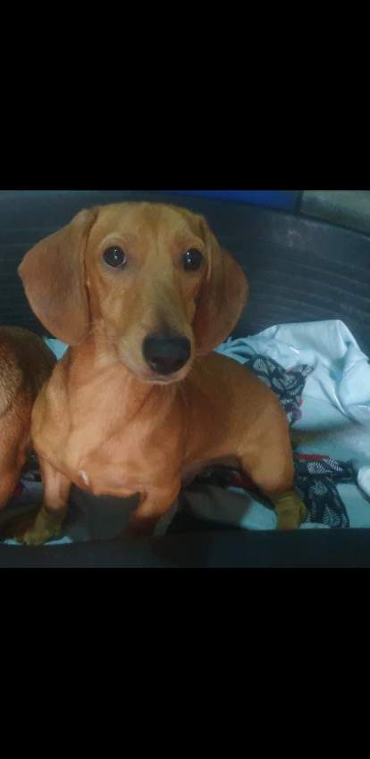 Miniature Dachshund puppy(Teckel Miniature) - 5 - Dogs  on Aster Vender