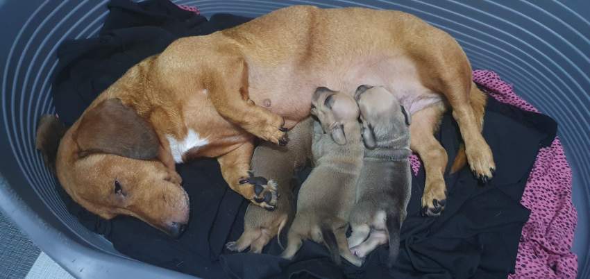 Teckel de ras miniature - 1 - Dogs  on Aster Vender