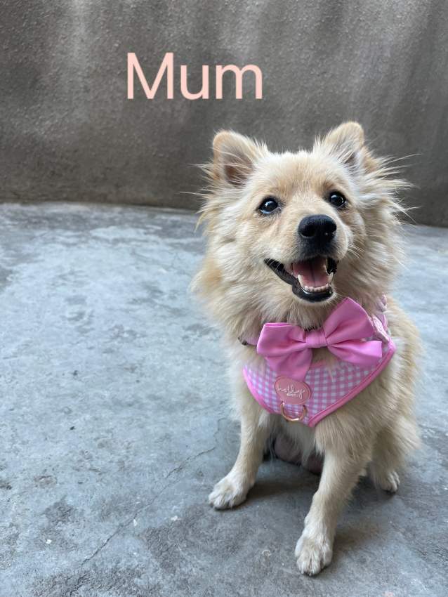 German spitz on Aster Vender