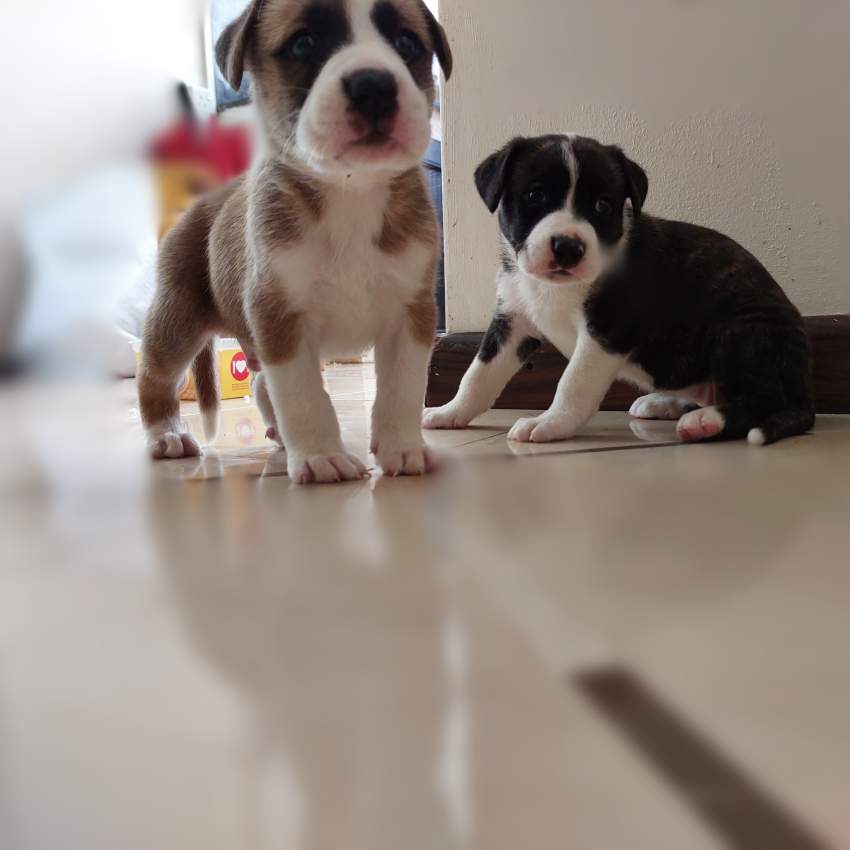 Amstaff and Swiss shepherd (berger blanc) crossbreed on Aster Vender